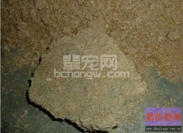治疗猪腹式呼吸（气喘）小妙招，轻松搞定并不难