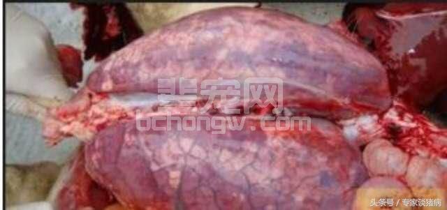 秋冬季节养猪场胸膜肺炎的反复咳喘该怎么治疗呢？