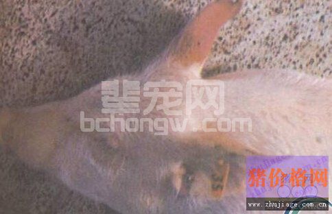 猪弓形虫病的病原及防治技术