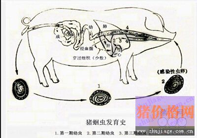 猪得了蛔虫病怎么办？