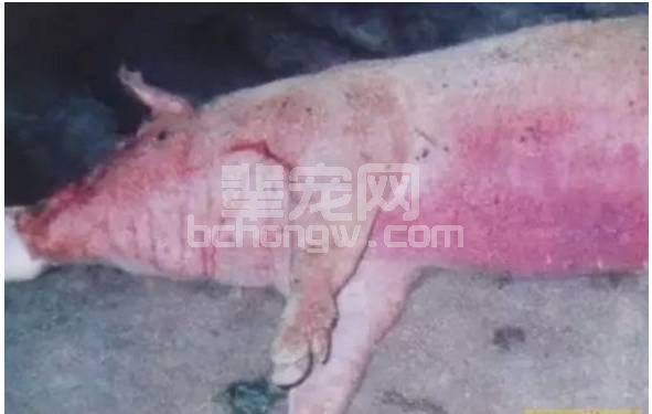 猪突发喘气死亡，凶手到底是谁？