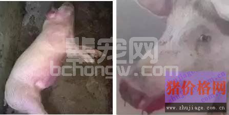 养猪场搞定咳喘气喘并不难！鉴别诊断是关键