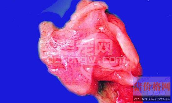 猪弓形虫病的临床症状及防治措施