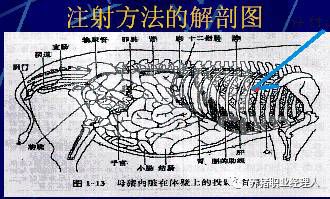 猪气喘病的防治措施及净化策略