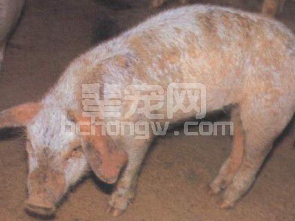 详谈：猪疥螨病发病原因及防治措施
