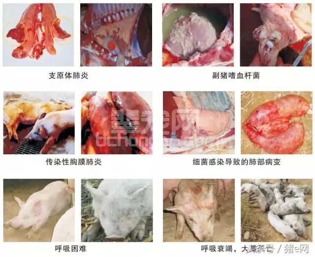 猪呼吸道感染的危害分析