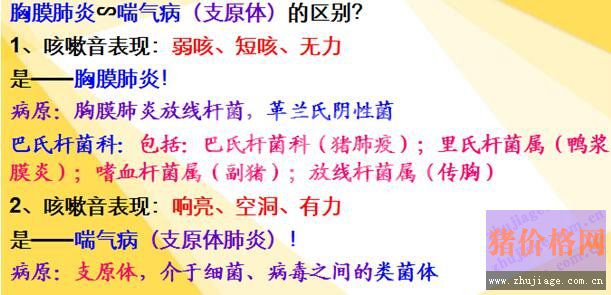 听猪咳嗽声 轻松区分胸膜肺炎、喘气病