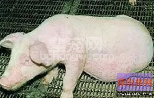秋冬季节猪场呼吸道疾病发病原因分析及防控方案制定