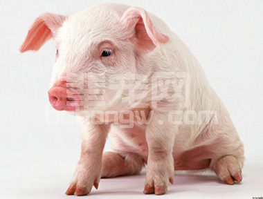 减少养猪场疫病的发生有哪些