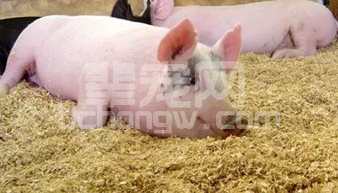 秋季养猪严防仔猪腹泻和中大型猪感冒