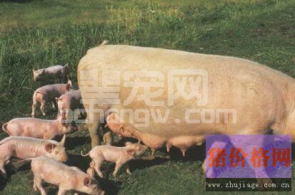 养猪场秋季注意防治猪呼吸道疾病