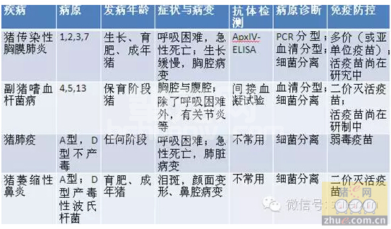 猪场常见细菌性呼吸道疾病的鉴别诊断及防治