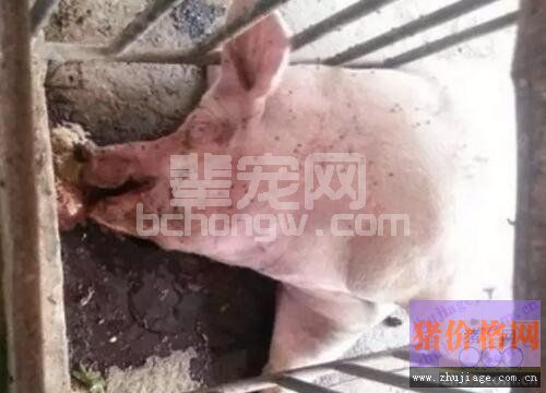 猪场七大呼吸系统疾病的临床鉴别思路汇总