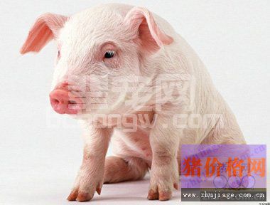 猪呼吸道疾病综合症的综合保健防控