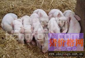 呼吸道综合征的免疫预防方法