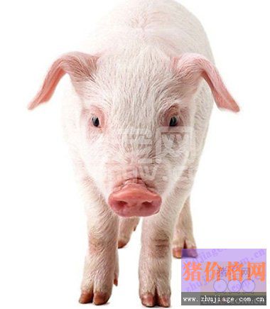 如何有效防控冬季“养猪场杀手”——呼吸道疾病综合征