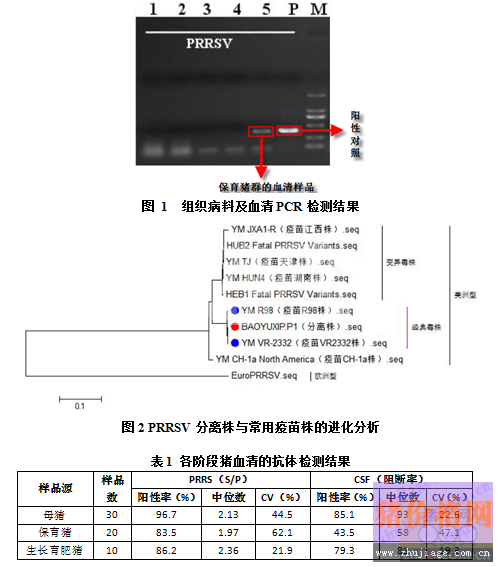 猪蓝耳病免疫不当导致呼吸道疾病的处理与分析