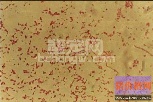 养猪场疫病进入高发期，谨防圆环系统病集体爆发