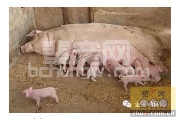规模养猪场急性猪肺疫的治疗方案！