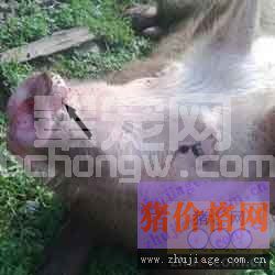 猪口蹄疫与猪蹄裂病之间的区别以及防治技术