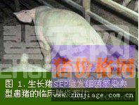 猪地方性肺炎治疗及技术防治措施