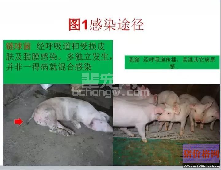 图解链球菌和副猪的区别及治疗方法