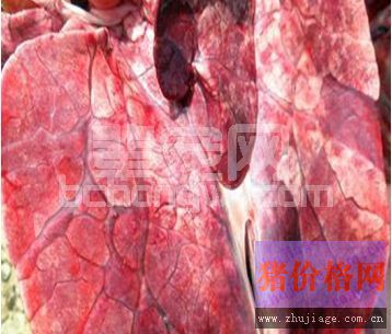 育肥猪肺部霉菌和细菌混合感染病例报告