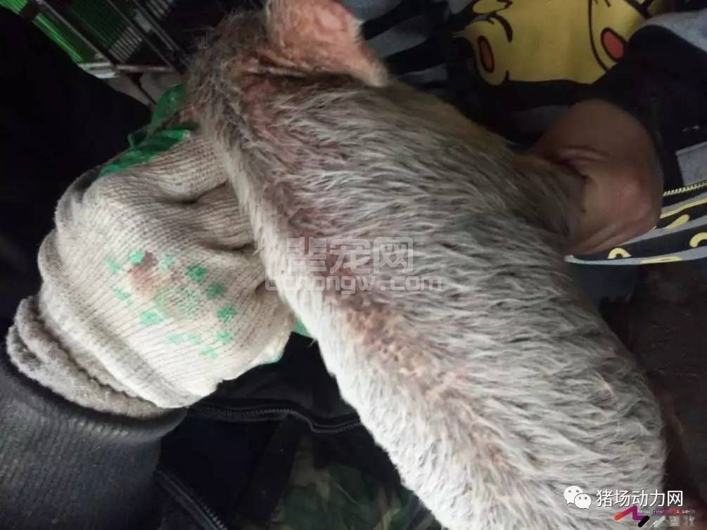 春夏之交 仔猪混感葡萄球菌、口蹄疫死亡率高