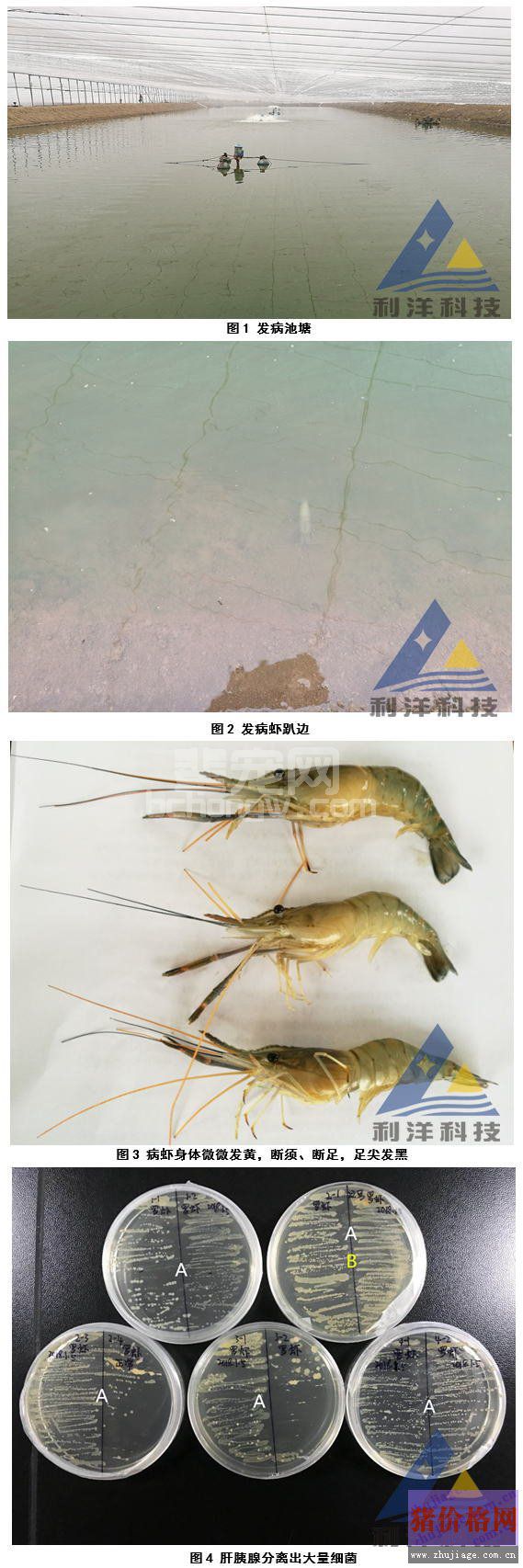 冬棚养殖罗氏沼虾分离出霍乱弧菌