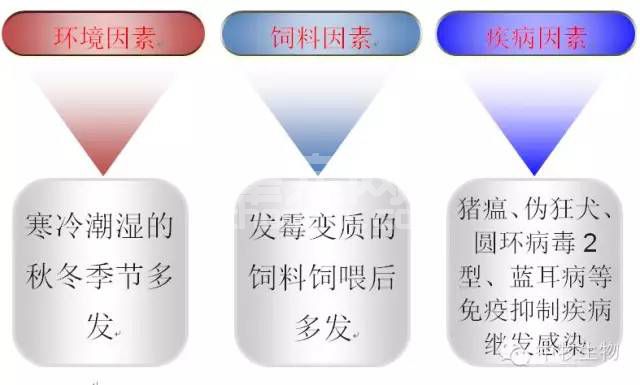 10大问题帮养猪人重新认识副猪嗜血杆菌病