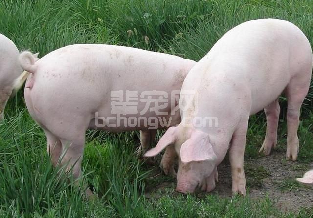 猪肠道菌群关系！这才是影响猪生长性能的关键因素