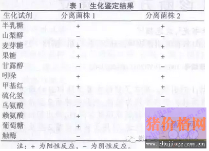 猪链球菌病的临床分离鉴定及诊治方案