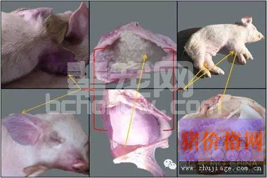 猪败血性链球菌病的诊治方案