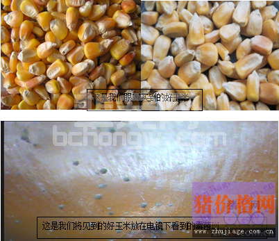 霉菌毒素对猪群的危害分析及控制措施