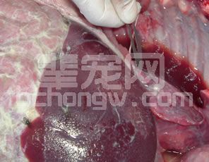 副猪嗜血杆菌病的病原及临床症状