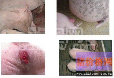 霉菌毒素对养猪场的危害及防治措施