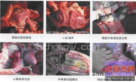 如何诊断治疗副猪嗜血杆菌病