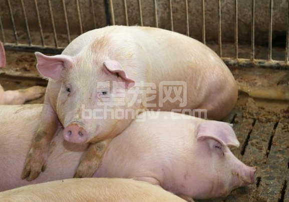 别不承认！养猪用料这6大误区你肯定有