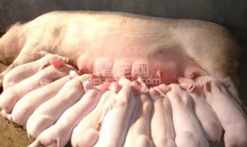 猪场母猪营养不均衡，教槽喂得再好也没用！！！