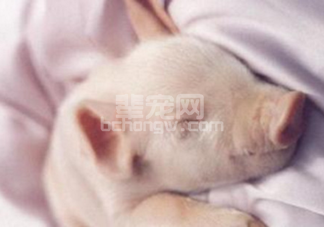 猪的营养 - 断奶后日粮蛋白质和氨基酸的重要性！