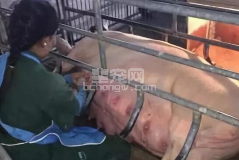 初乳摄入量越多，生长育肥越好(成本越低)！