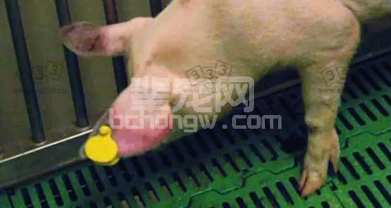 防控非洲猪瘟，这边措施少不了！