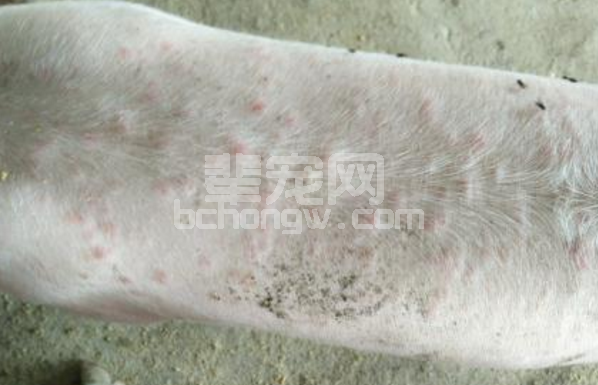 猪常见几种皮肤病，该怎么区分，都在这了