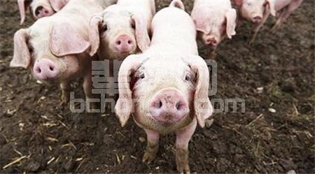 生猪“黄膘病”究竟是怎么回事？黄膘肉能吃吗？该如何鉴别？