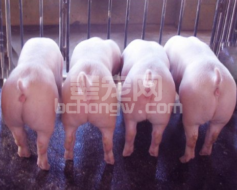 公猪阳痿了可如何是好？