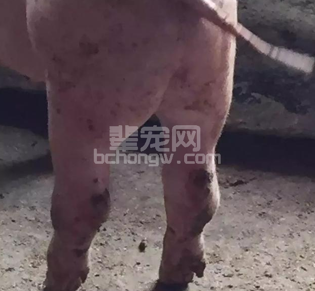 育肥猪肢体病多发原因分析及有效防治措施！