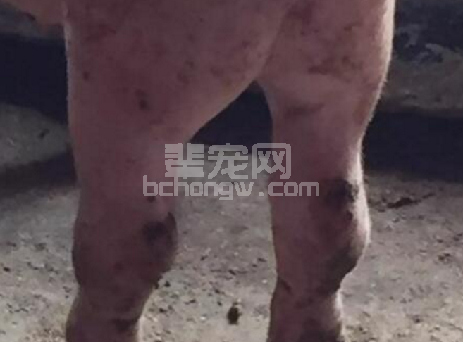 当前育肥猪肢体病多发的几个原因分析及有效防治措施！