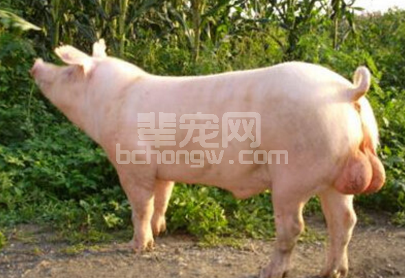 种公猪挑选秘诀：越好色越好？有何依据？