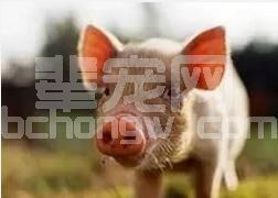 猪场伪狂犬转阳增多什么原因？怎么办？