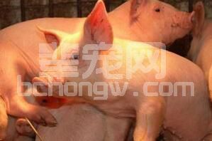 母猪繁殖成功最需要铜、锌、锰这三种微量元素！